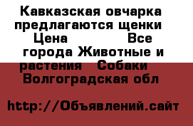 Кавказская овчарка -предлагаются щенки › Цена ­ 20 000 - Все города Животные и растения » Собаки   . Волгоградская обл.